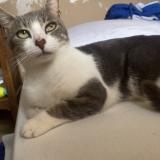 Picture of cat lost at Evreux