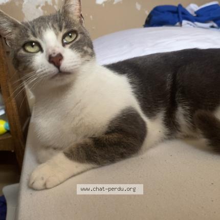 Photo 1/1 ulhyssa Chat lost in Evreux