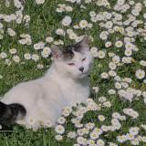 Picture of cat lost at Guerande