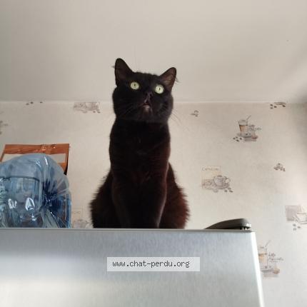 Photo 1/1 Minouche Chat lost in Bisseuil