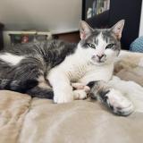 Picture of cat lost at Lamnay