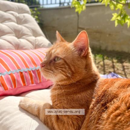 Photo 1/1 Moka Chat lost in Thonon les bains