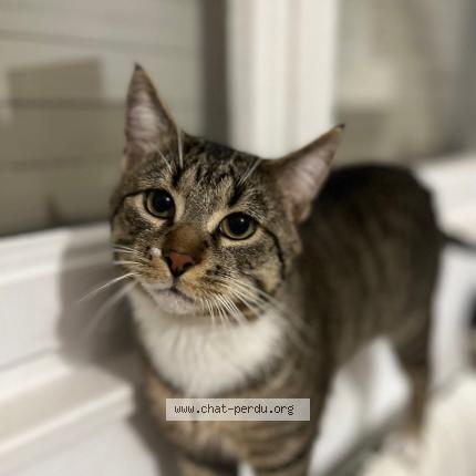 Photo 1/1 Ares Chat lost in Haguenau