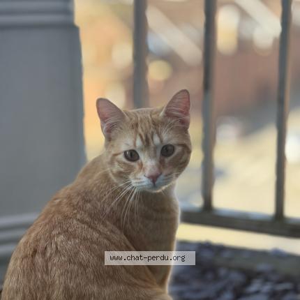 Photo 1/1 Simba Chat lost in Roubaix