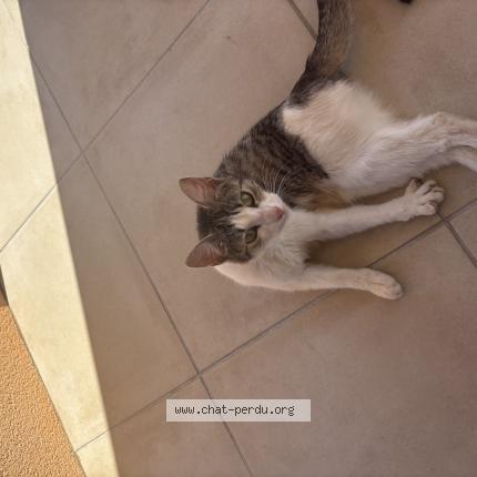 Photo 1/1 Found cat Found in Vendeuvre