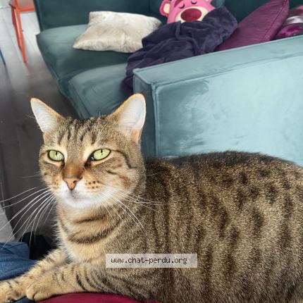 Photo 1/1 Pitot Chat lost in Lagord