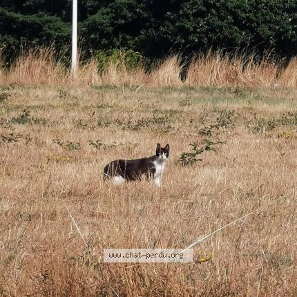Photo 1/1 Found cat Found in Nozay