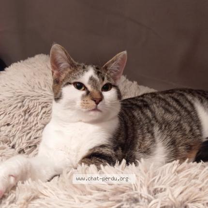 Photo 1/1 Venom Chat lost in Lapugnoy