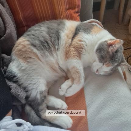 Photo 1/1 Lola Chat lost in Braine l alleud