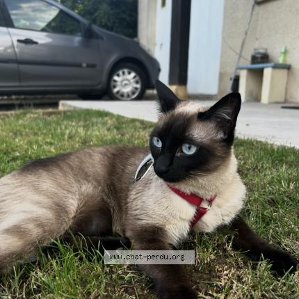 Photo 1/1 kitty Chat lost in Saint pantaleon de larche