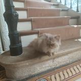 Picture of cat found at Fere En Tardenois