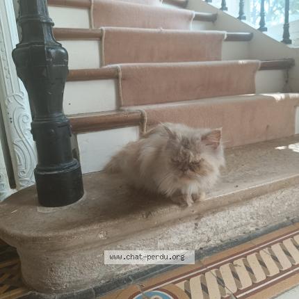 Photo 1/1 Found cat Found in Fere en tardenois