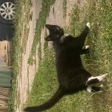 Picture of cat found at Chatillon