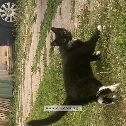 Photo 1/1 Found cat Found in Chatillon