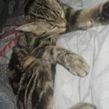 Picture of cat lost at Vallauris