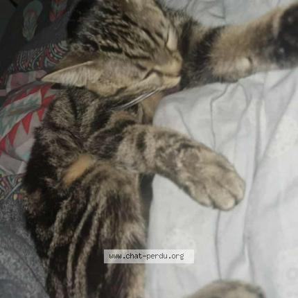 Photo 1/1 Nala Chat lost in Vallauris