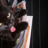 Picture of cat lost at Joigny