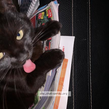 Photo 1/1 Poupouille Chat lost in Joigny