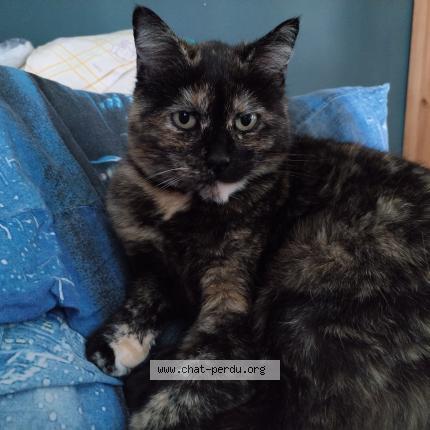 Foto 1/1 Kat teruggevonden Vermist in Souverain Wandre