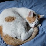 Picture of cat found at Buenos Aires