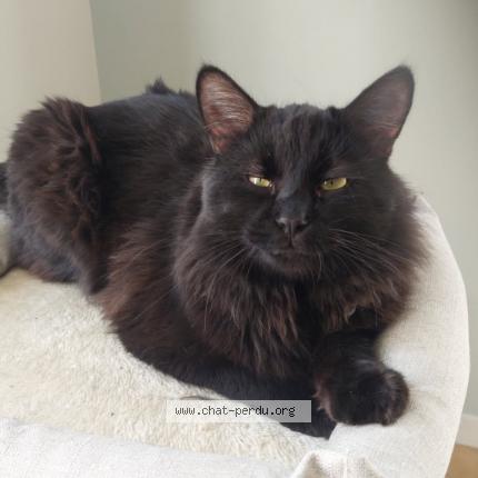 Photo 1/1 Youki Chat lost in Tours