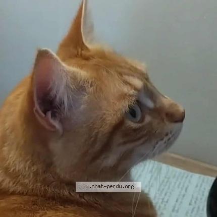 Photo 1/1 Ninou Chat lost in Saint paul les dax