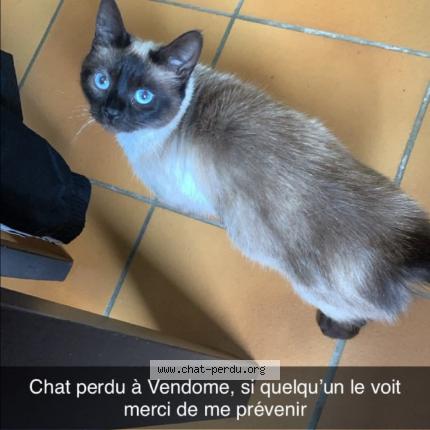 Photo 1/1 Tigra Chat lost in Vendome