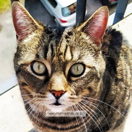 Photo 1/1 Flamby Chat lost in Millau