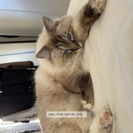 Photo 1/1 Pop&rsquo;s Chat lost in L isle jourdain