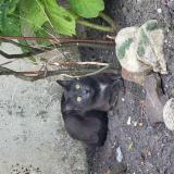 Picture of cat lost at Sevran