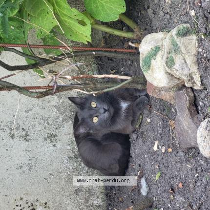 Photo 1/1 Tigris Chat lost in Sevran