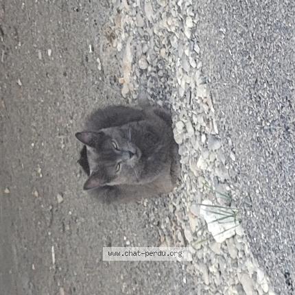 Photo 1/1 Found cat Found in Villefontaine