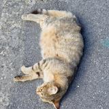 Picture of cat found at Coignieres