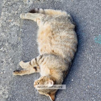 Photo 1/1 Found cat Found in Coignieres