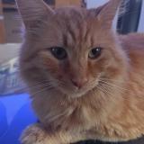 Picture of cat lost at Busy