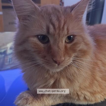 Photo 1/1 Pumba Chat lost in Busy