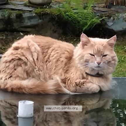 Photo 1/1 Rominet Chat lost in Loperhet