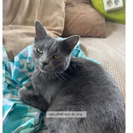 Photo 1/1 Nouchka Chat lost in Chassieu