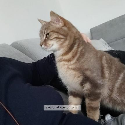 Photo 1/1 Kiara Chat lost in Seiches sur le loir