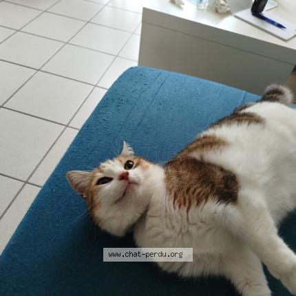 Photo 1/1 Chouquette Chat lost in Veau en couhe