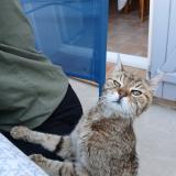 Picture of cat found at St Mathieu De Treviers