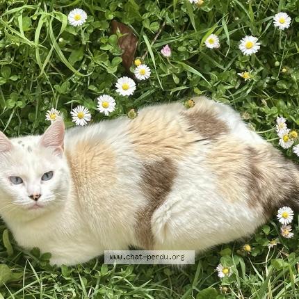 Photo 1/2 Isis Chat lost in Dugny