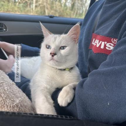 Photo 2/2 Isis Chat lost in Dugny