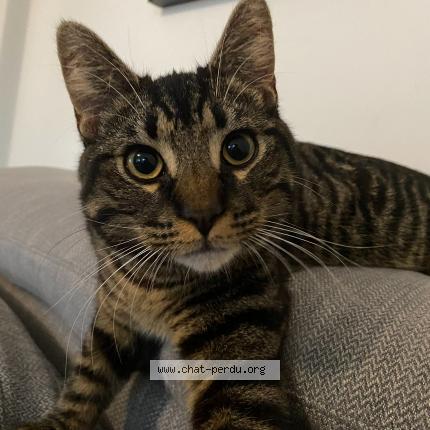 Photo 1/1 Seven Chat lost in Wasquehal