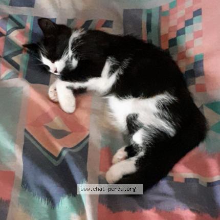 Photo 1/2 Zebrouille Chat lost in Saint louis