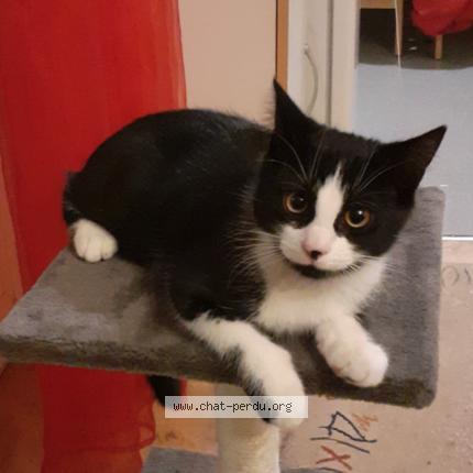 Photo 2/2 Zebrouille Chat lost in Saint louis