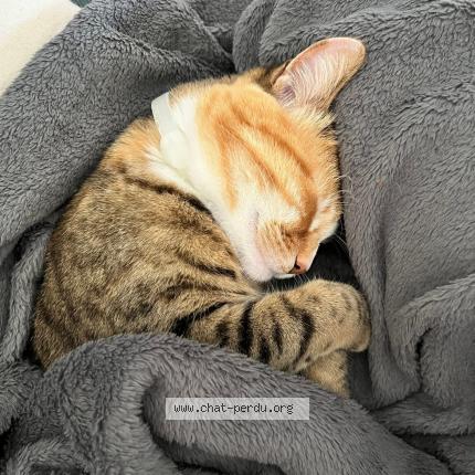 Photo 1/1 Muxu Chat lost in Anglet