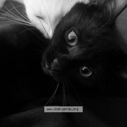 Photo 1/1 Spooky Chat lost in Soisy sous montmorency