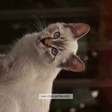 Photo 1/1 Speedoux Chat lost in Toulouse