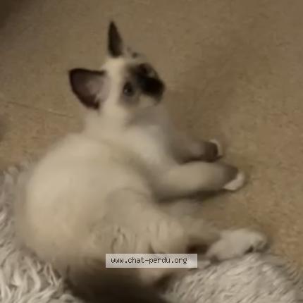 Photo 1/1 Maya Chat lost in Nanterre